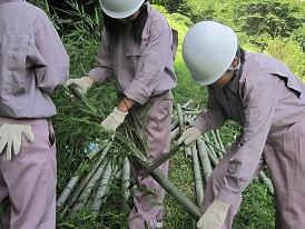 実験材料の竹の採集の様子